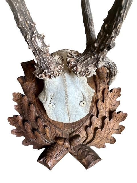 Roe Deer Trophy 188, Black Forest Antlers, 1930s