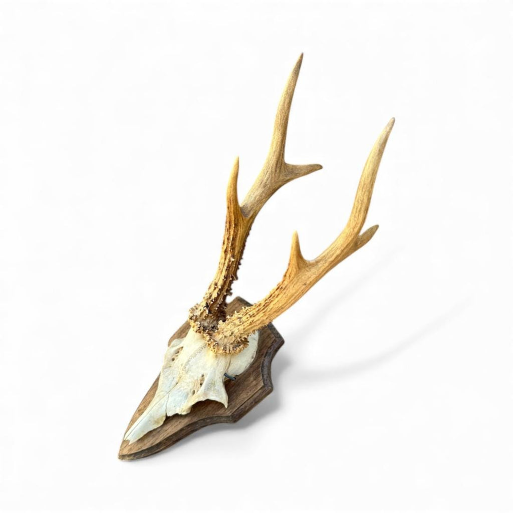 Roe Deer Trophy RD66, Black Forest Antlers, 1970s
