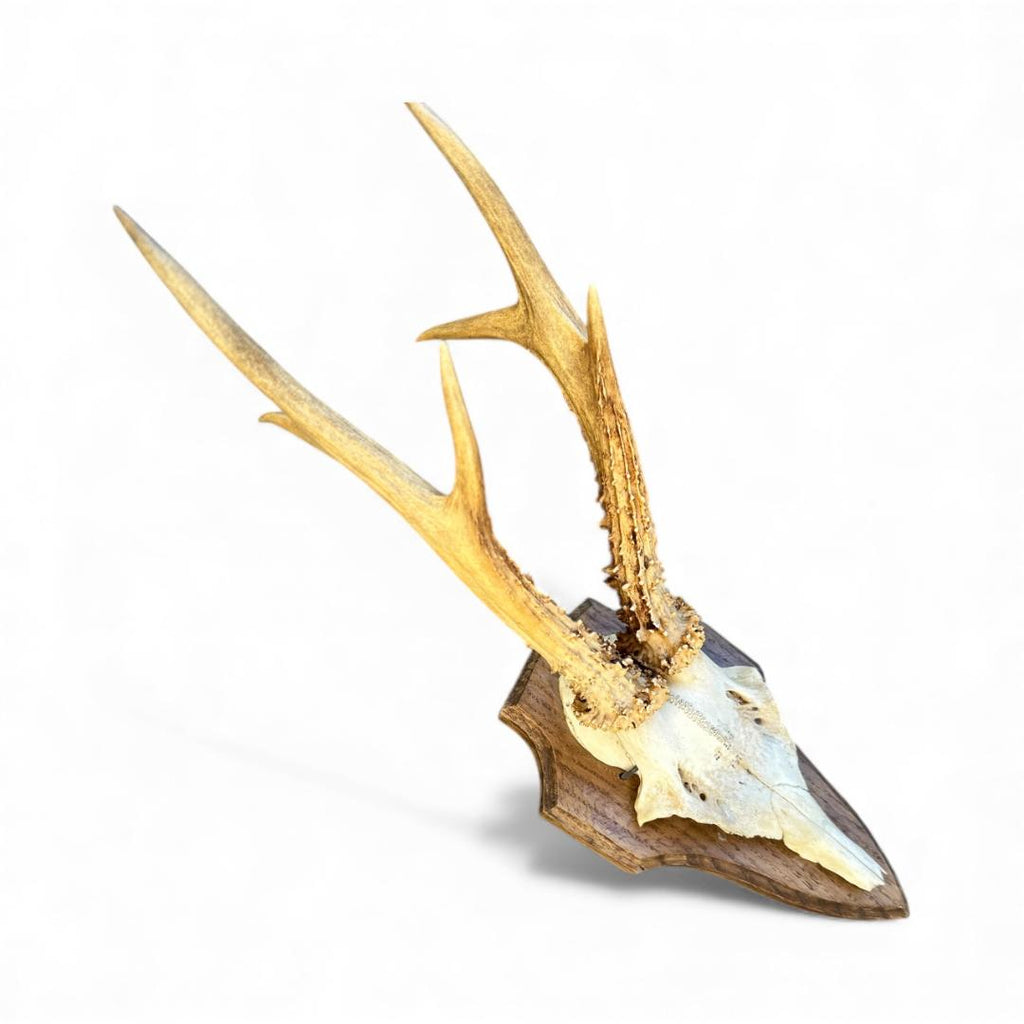 Roe Deer Trophy RD66, Black Forest Antlers, 1970s