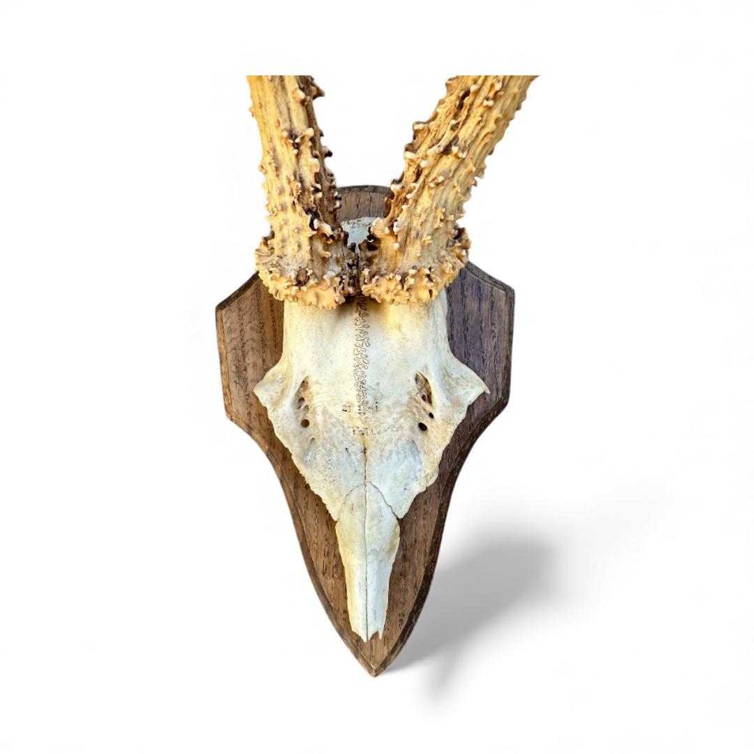 Roe Deer Trophy RD66, Black Forest Antlers, 1970s