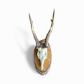 Roe Deer Trophy 30, Black Forest Antlers on Plaque