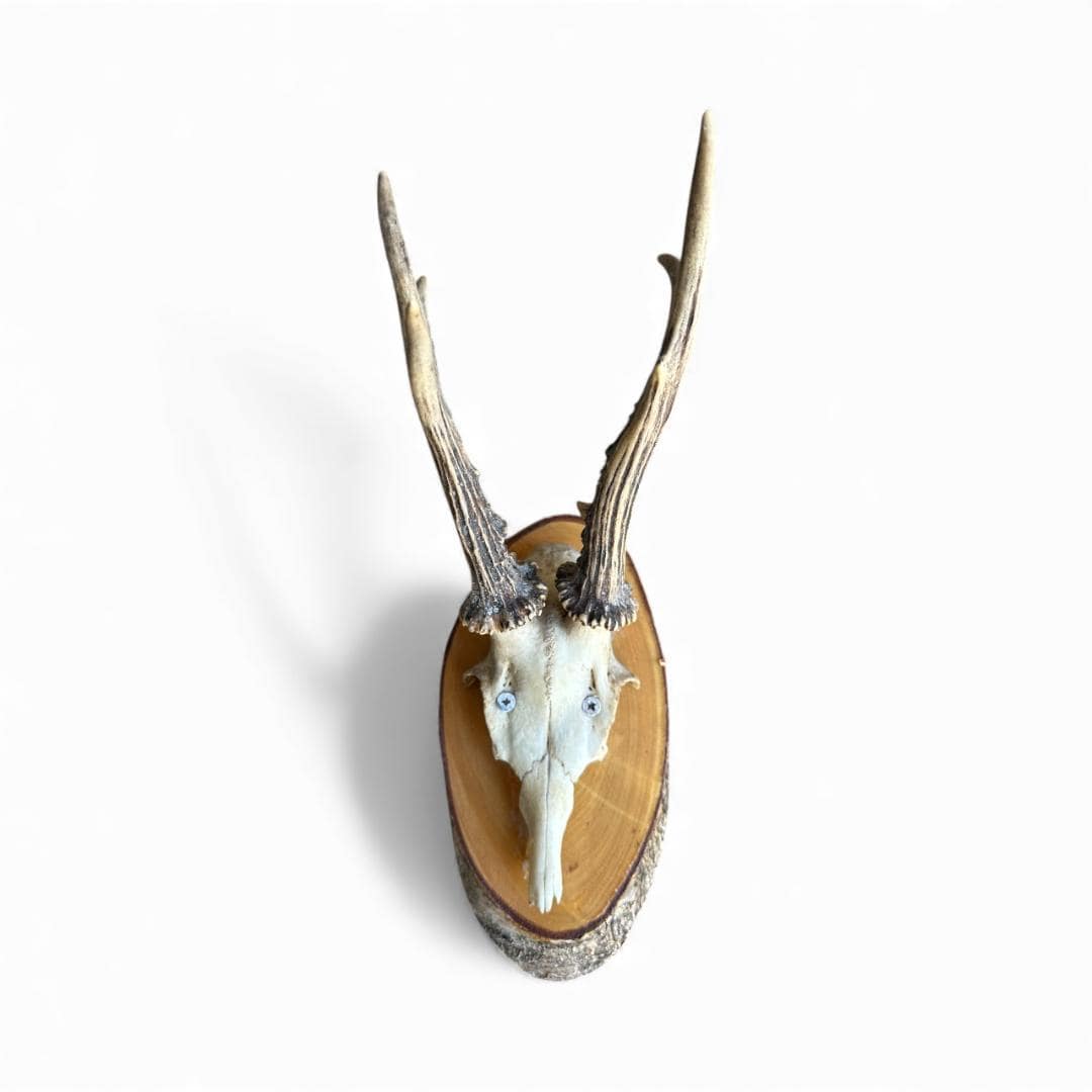 Roe Deer Trophy 30, Black Forest Antlers on Plaque