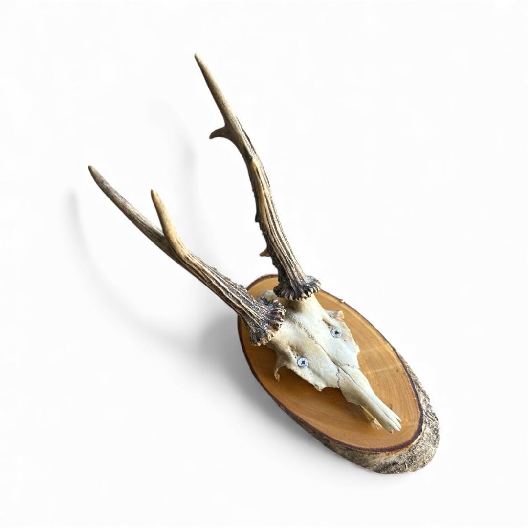 Roe Deer Trophy 30, Black Forest Antlers on Plaque