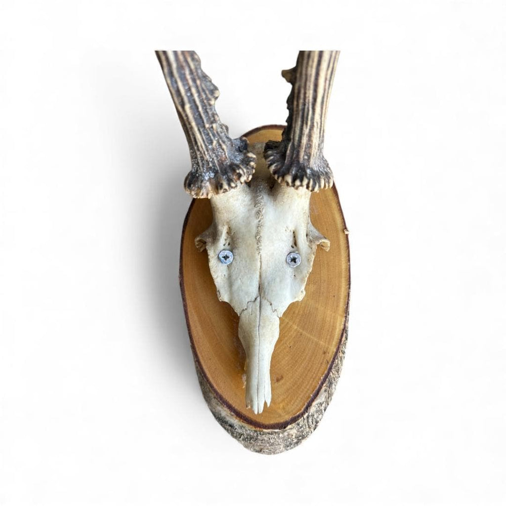 Roe Deer Trophy 30, Black Forest Antlers on Plaque