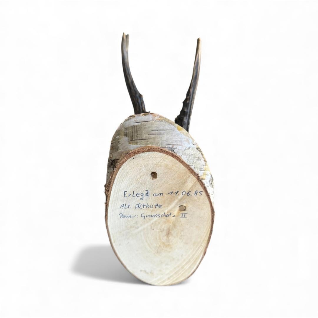 Roe Deer Trophy 30, Black Forest Antlers on Plaque