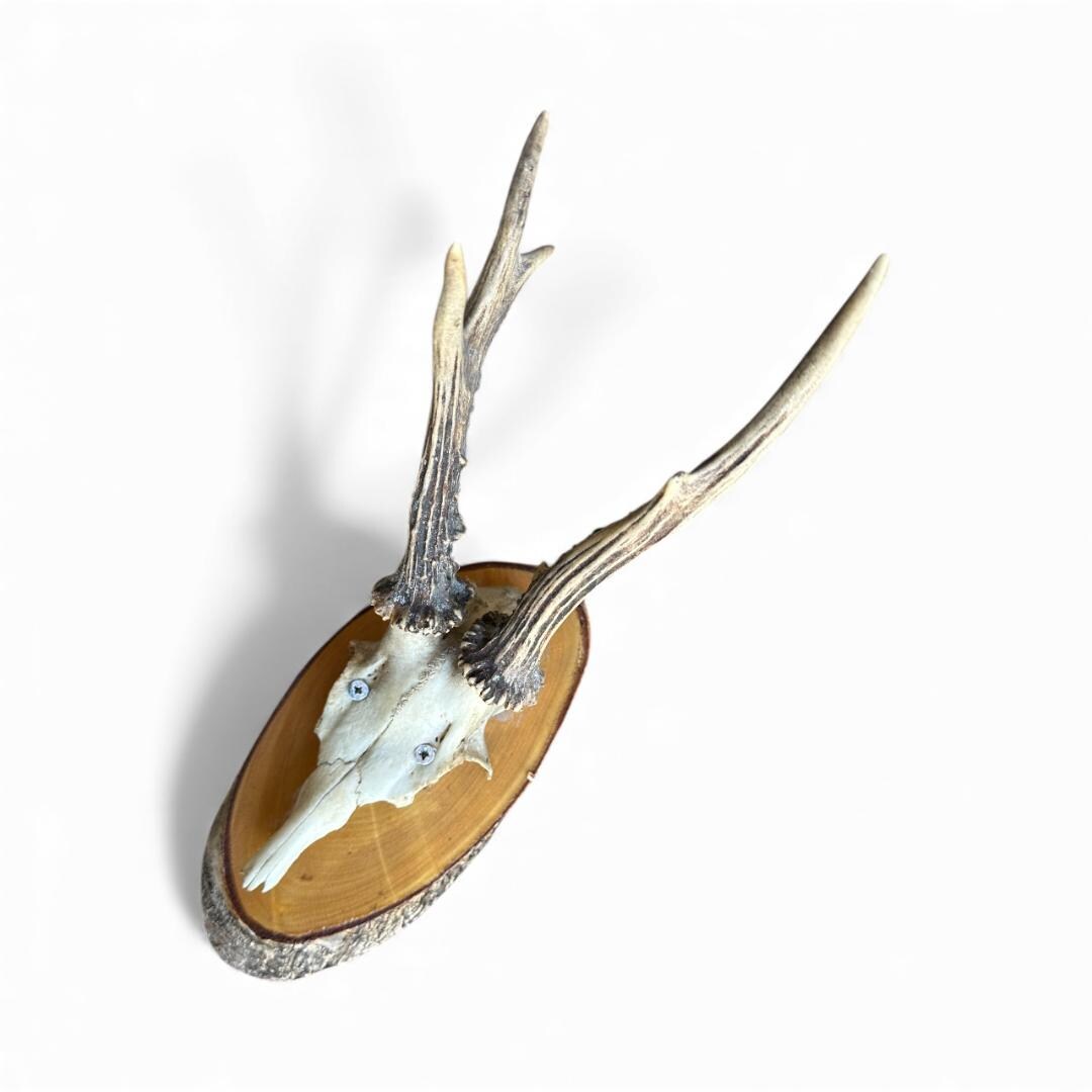 Roe Deer Trophy 30, Black Forest Antlers on Plaque