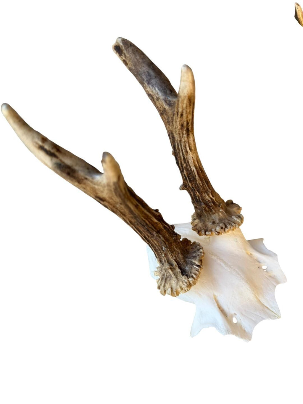 Roe Deer Skull Trophy 56, Black Forest Antlers