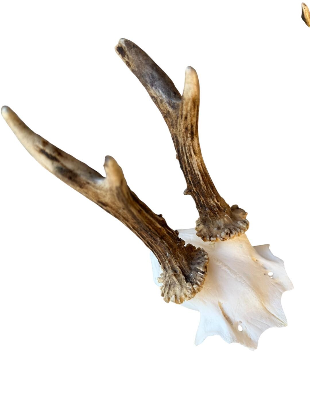 Roe Deer Skull Trophy 56, Black Forest Antlers
