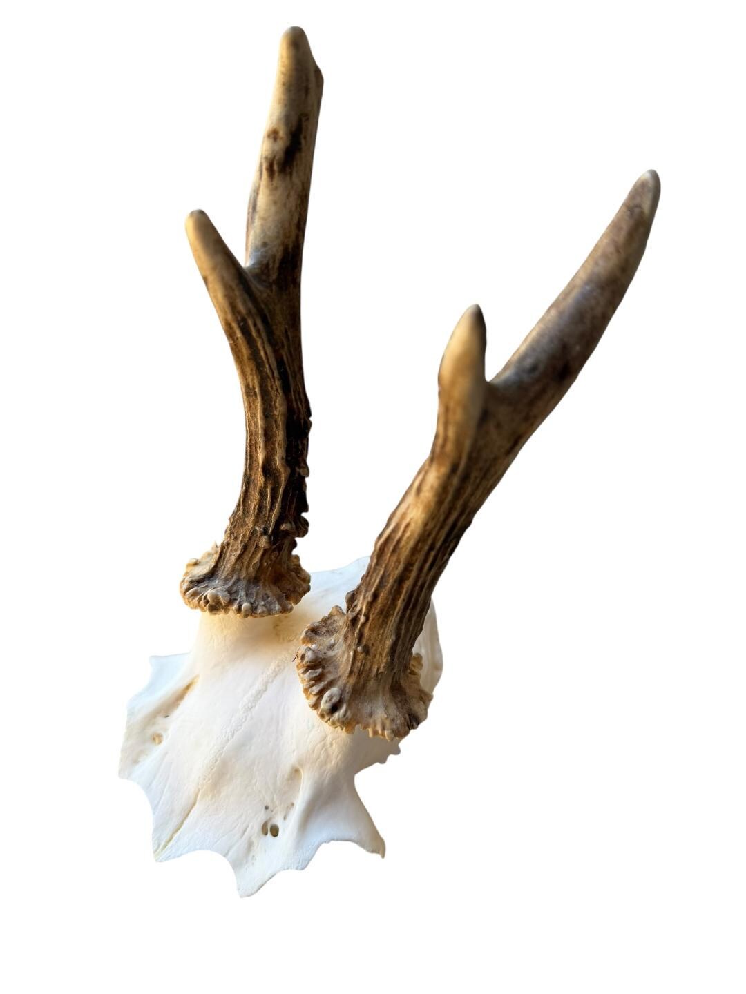 Roe Deer Skull Trophy 56, Black Forest Antlers