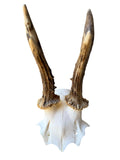 Roe Deer Skull Trophy 56, Black Forest Antlers