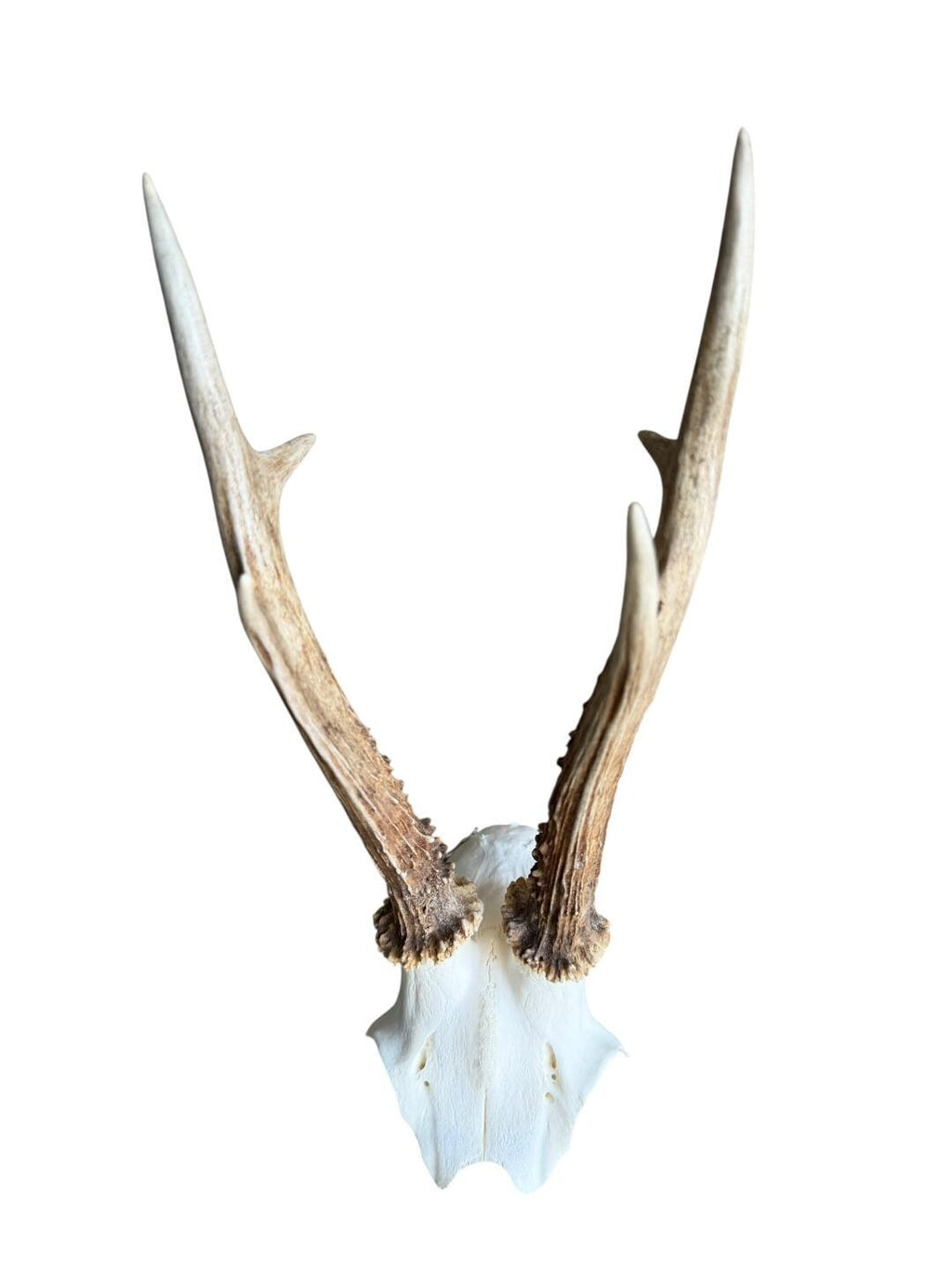 Roe Deer Skull Trophy 79, Black Forest Antlers