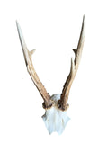 Roe Deer Skull Trophy 79, Black Forest Antlers