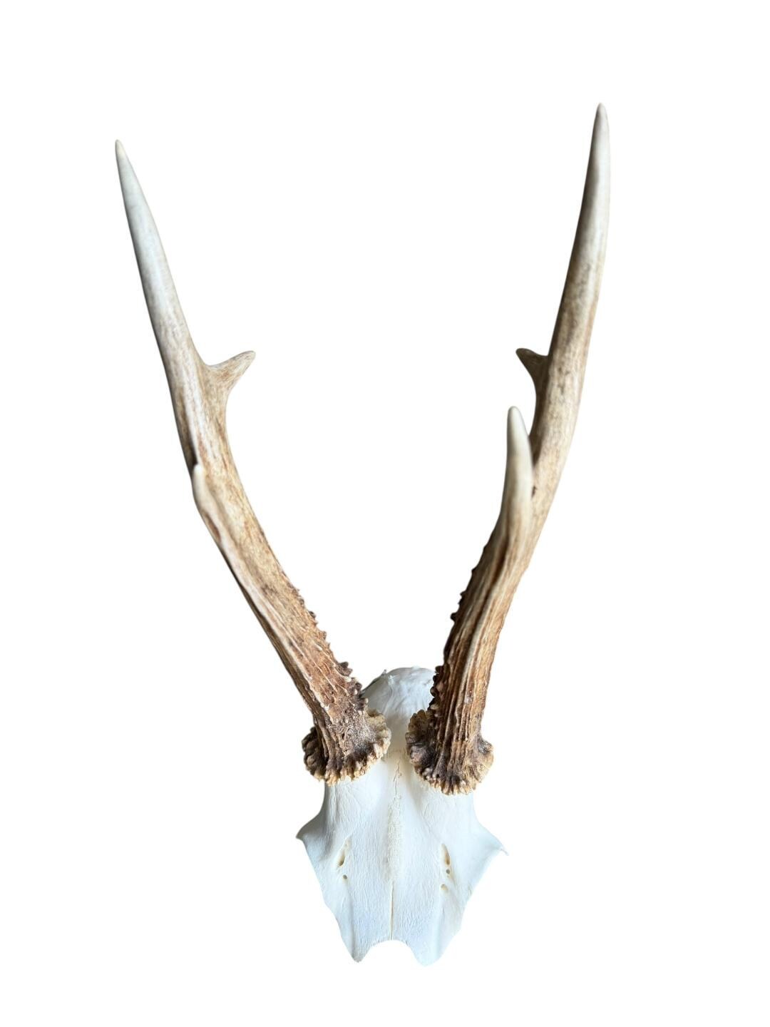 Roe Deer Skull Trophy 79, Black Forest Antlers