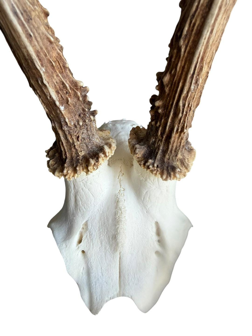 Roe Deer Skull Trophy 79, Black Forest Antlers