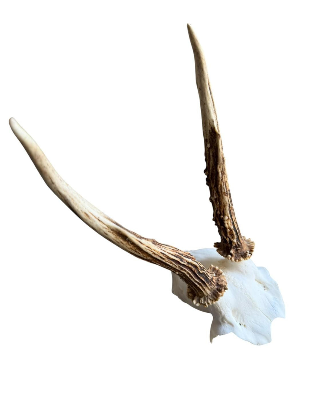 Roe Deer Skull Trophy 80, Black Forest Antlers