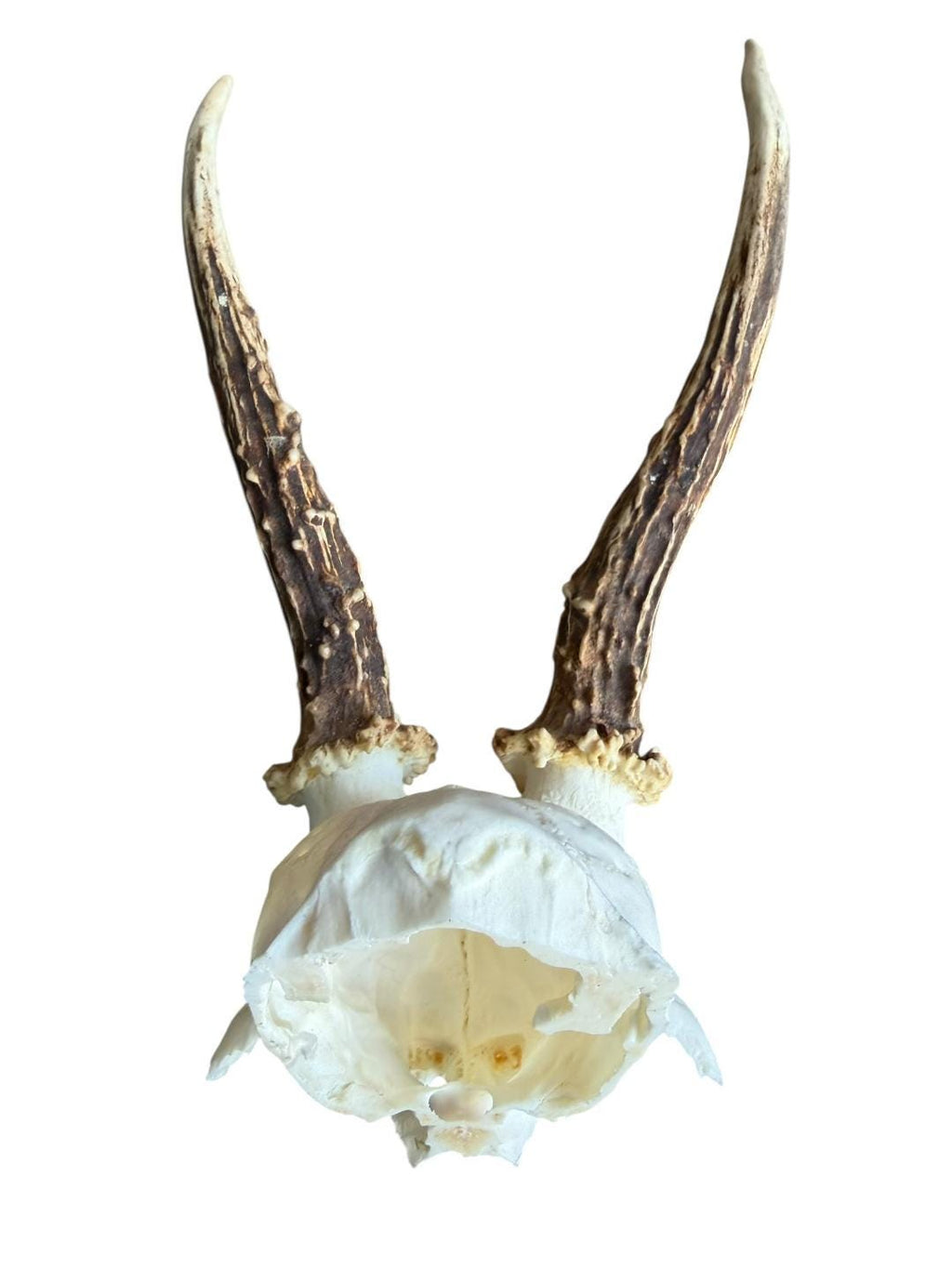 Roe Deer Skull Trophy 80, Black Forest Antlers