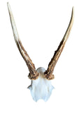 Roe Deer Skull Trophy 80, Black Forest Antlers