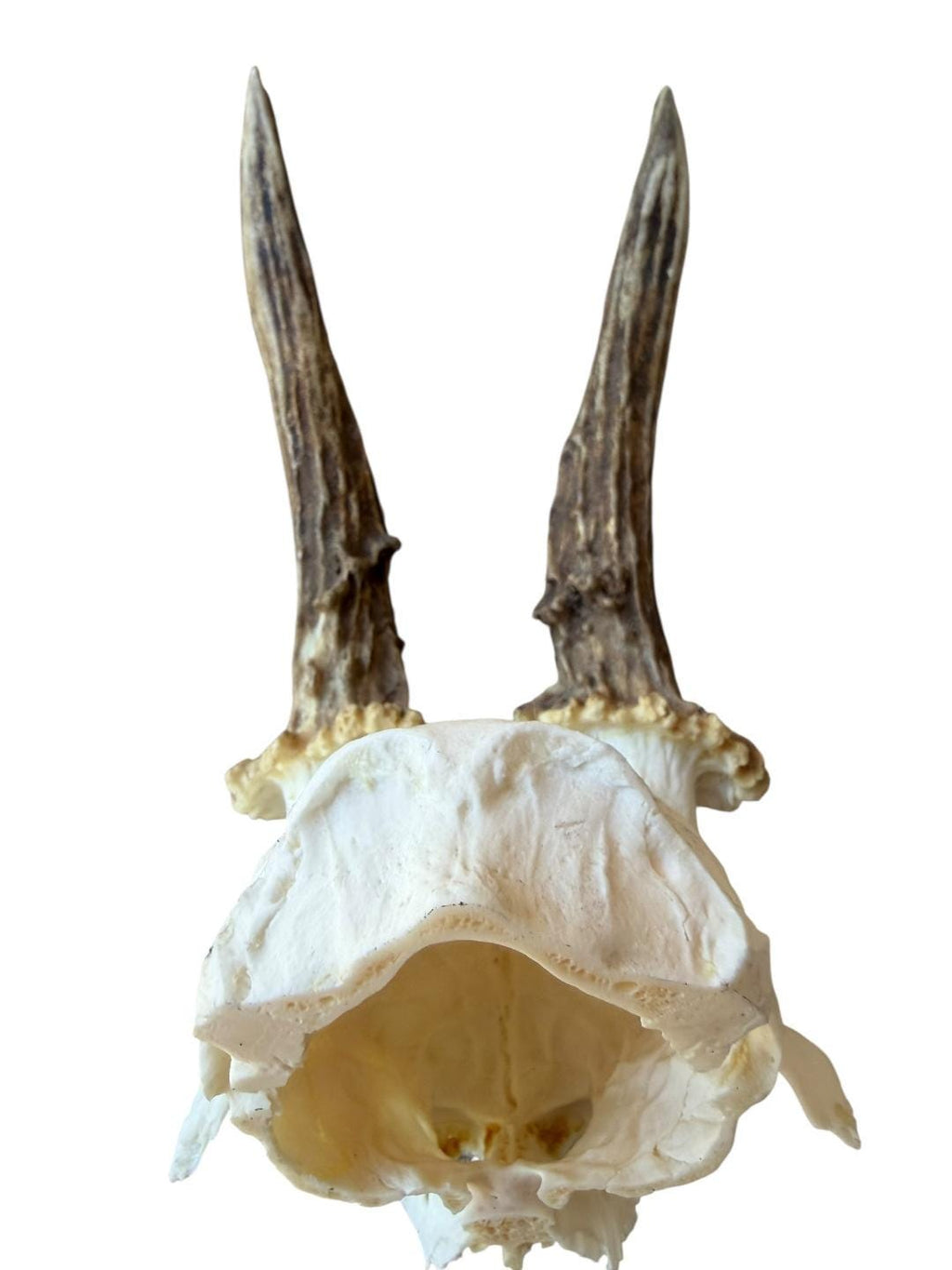Roe Deer Skull Trophy 56, Black Forest Antlers