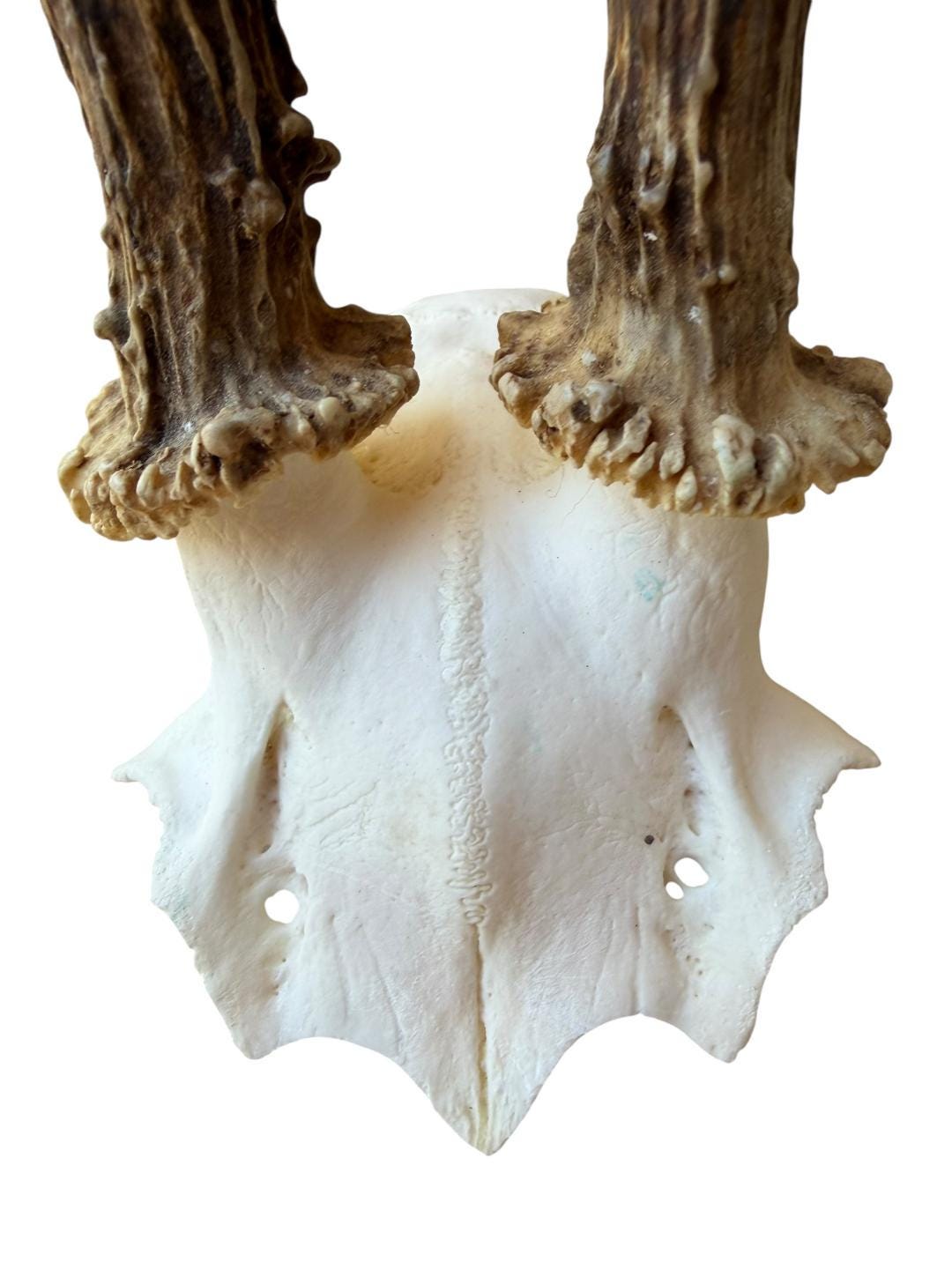 Roe Deer Skull Trophy 56, Black Forest Antlers