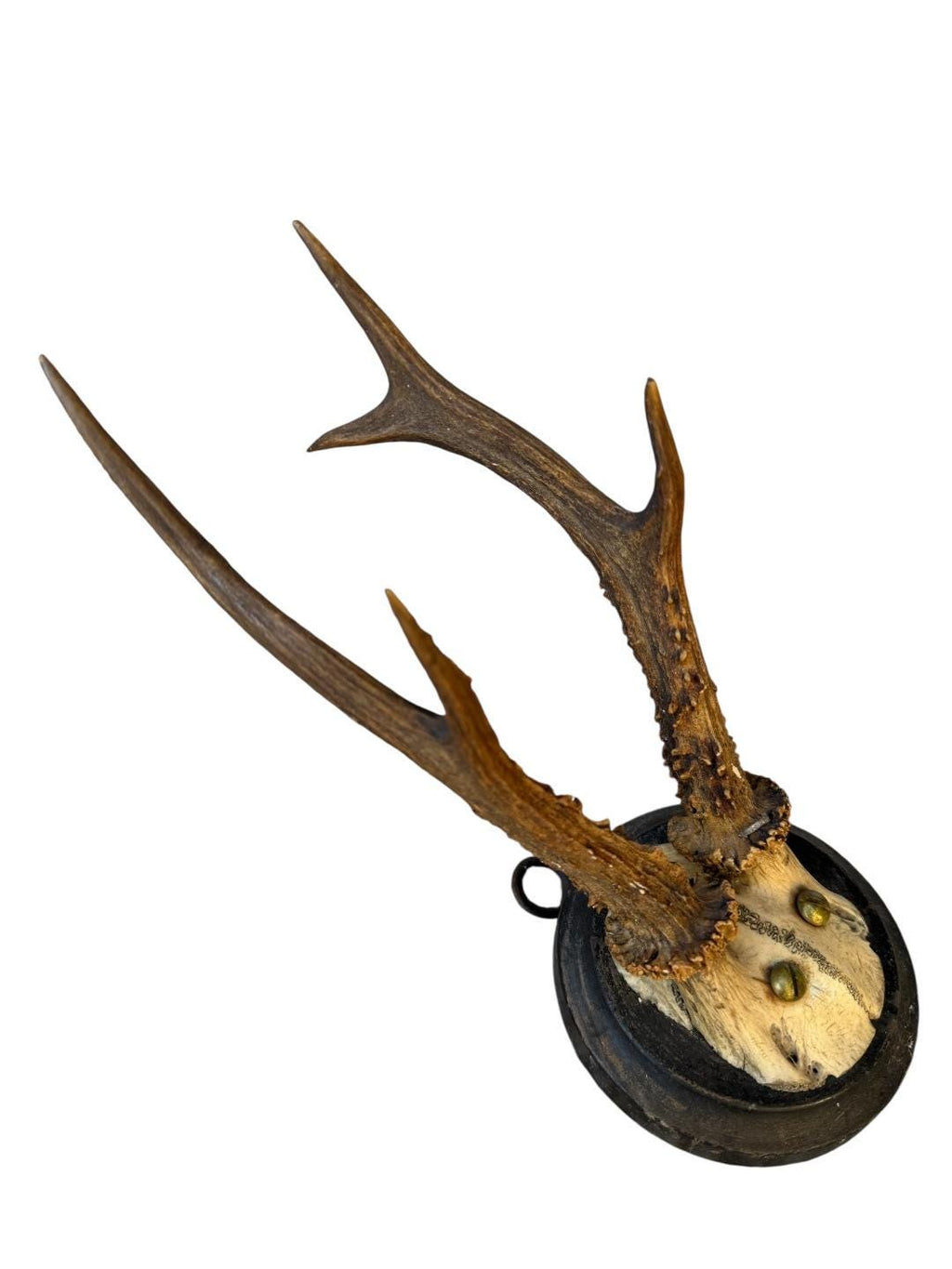 Roe Deer Trophy 57 Black Forest Antlers Mount