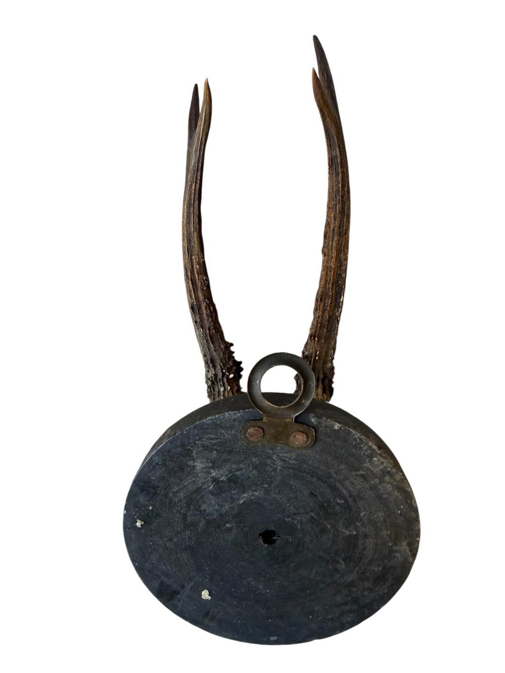 Roe Deer Trophy 57 Black Forest Antlers Mount