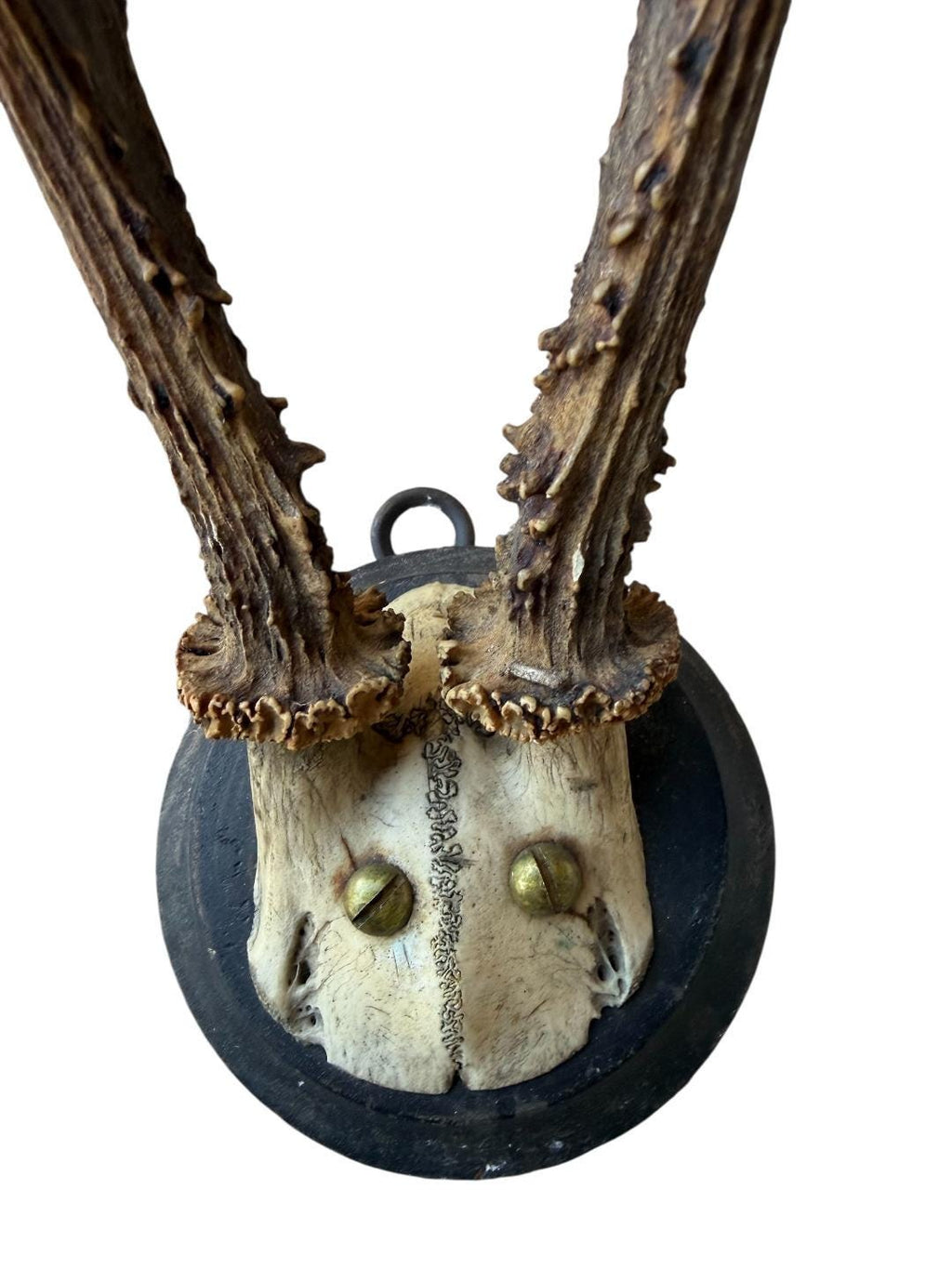 Roe Deer Trophy 57 Black Forest Antlers Mount