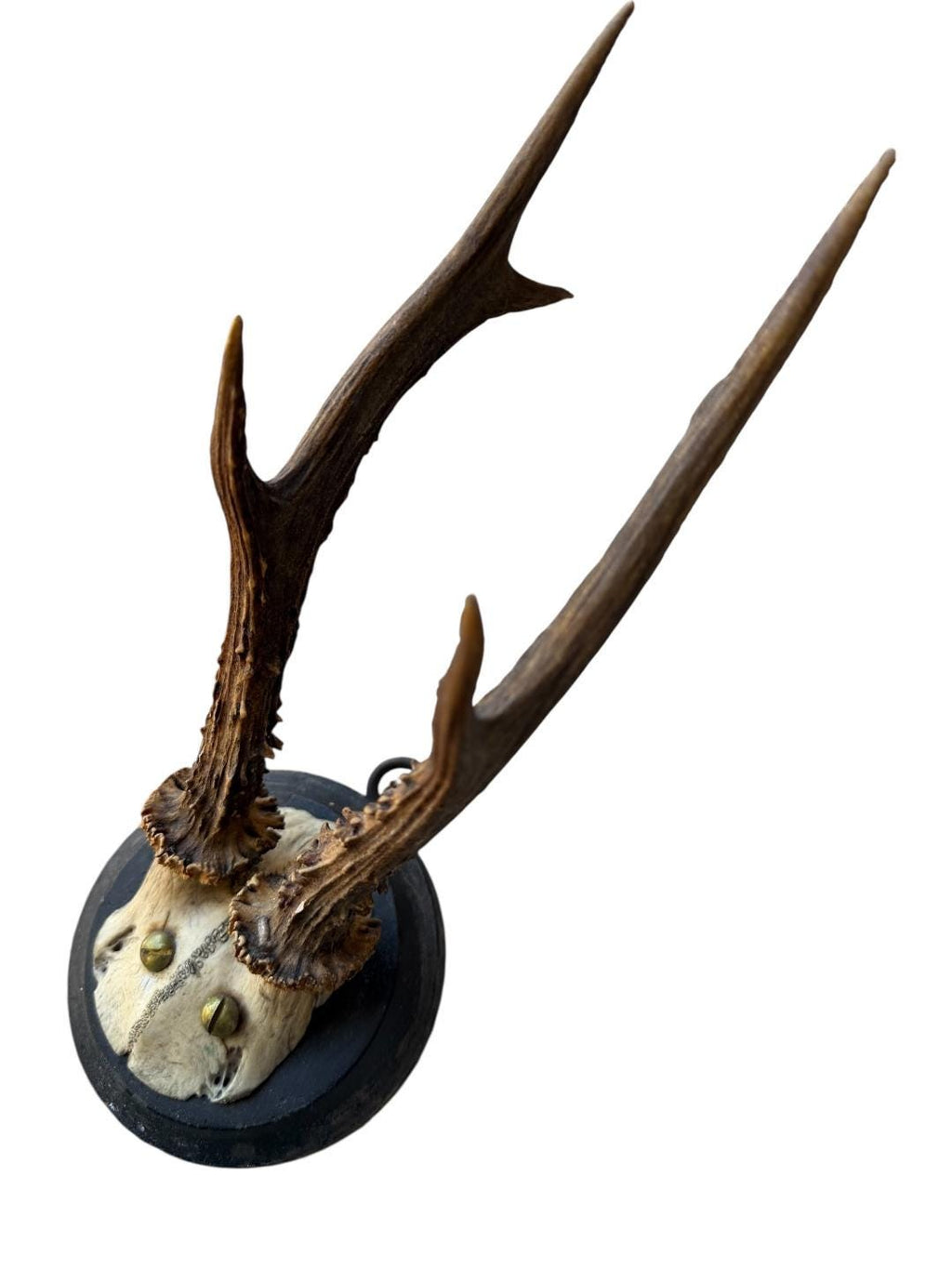 Roe Deer Trophy 57 Black Forest Antlers Mount