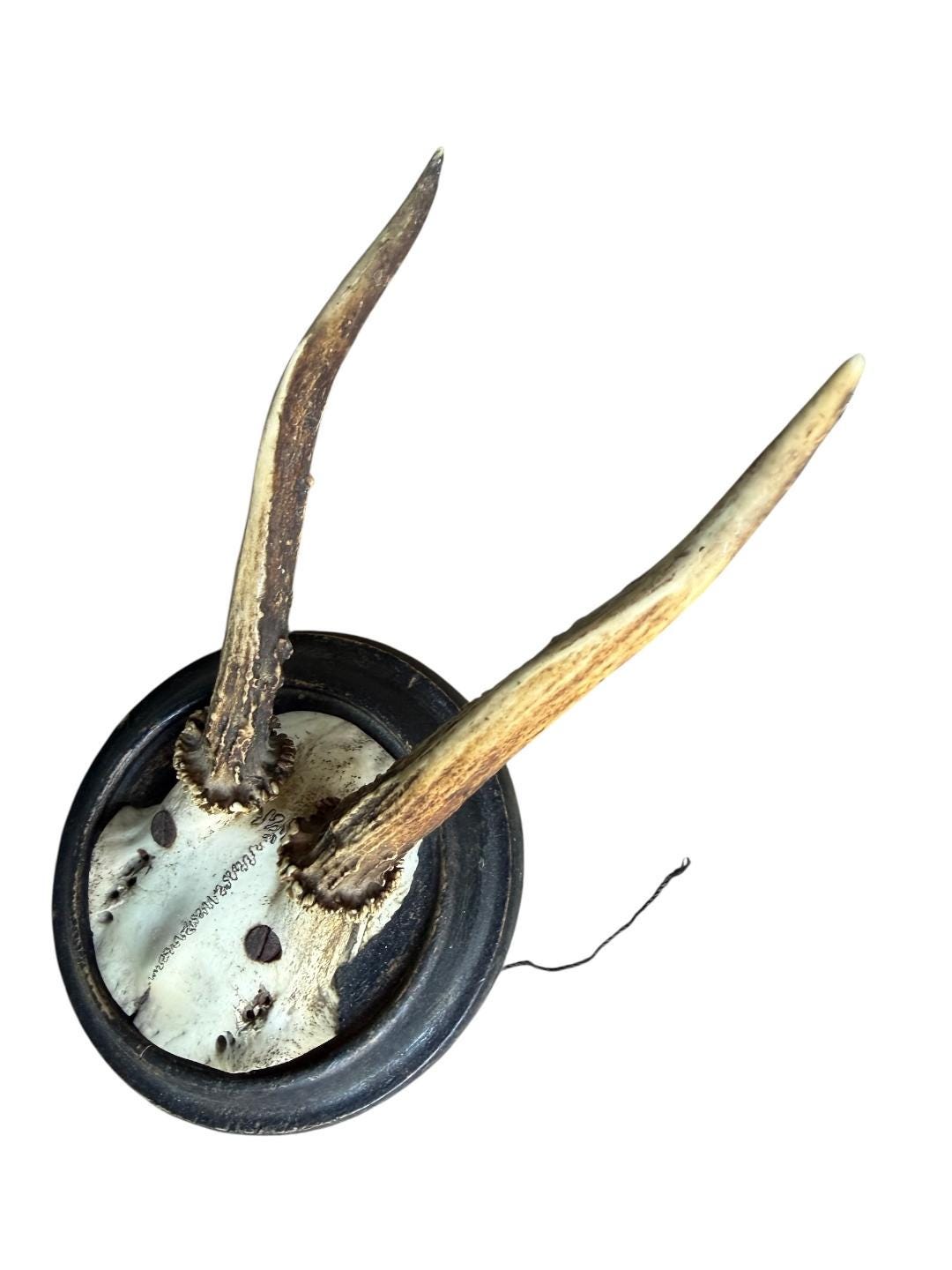Roe Deer Trophy 60 Black Forest Antlers Mount