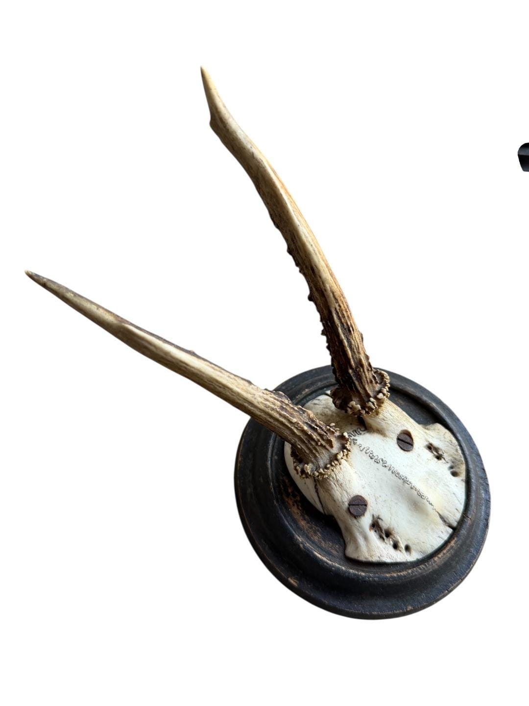 Roe Deer Trophy 60 Black Forest Antlers Mount