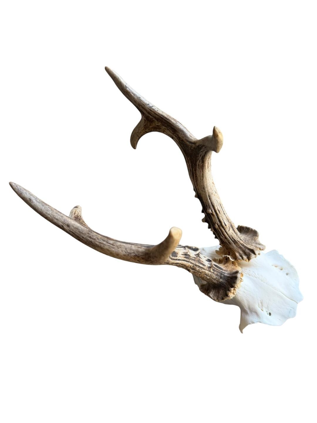 Roe Deer Skull Trophy 89, Black Forest Antlers