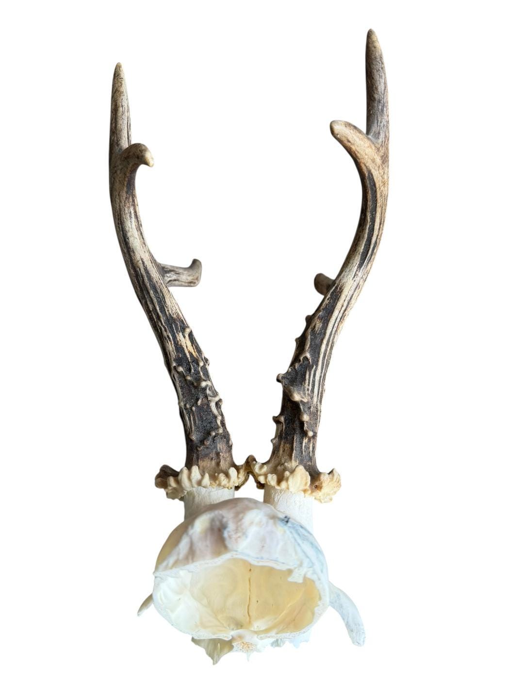 Roe Deer Skull Trophy 89, Black Forest Antlers