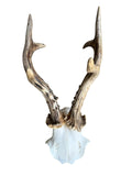 Roe Deer Skull Trophy 89, Black Forest Antlers
