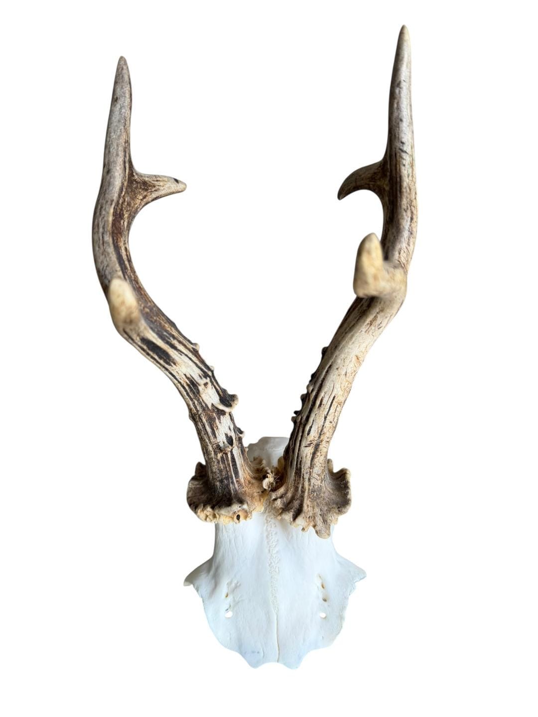 Roe Deer Skull Trophy 89, Black Forest Antlers