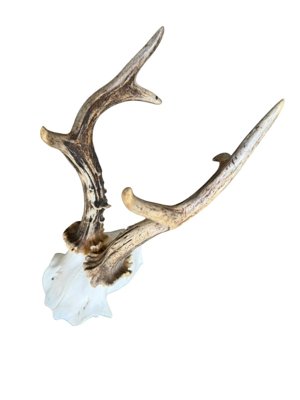 Roe Deer Skull Trophy 89, Black Forest Antlers