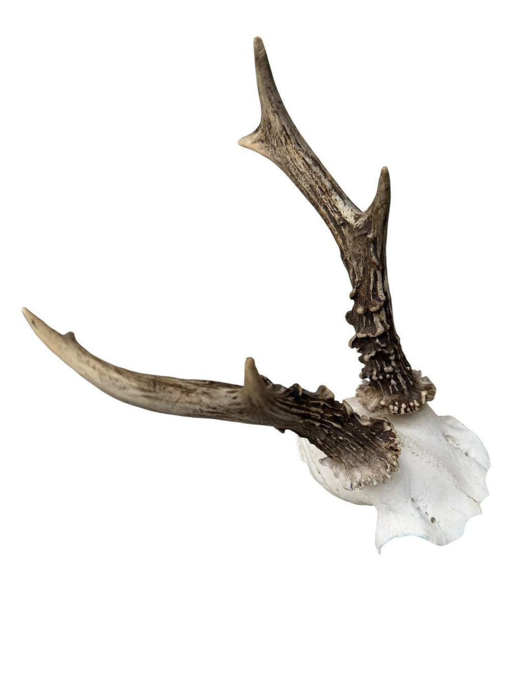 Roe Deer Skull Trophy 90, Black Forest Antlers