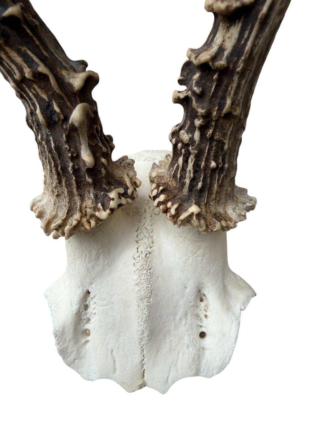 Roe Deer Skull Trophy 90, Black Forest Antlers