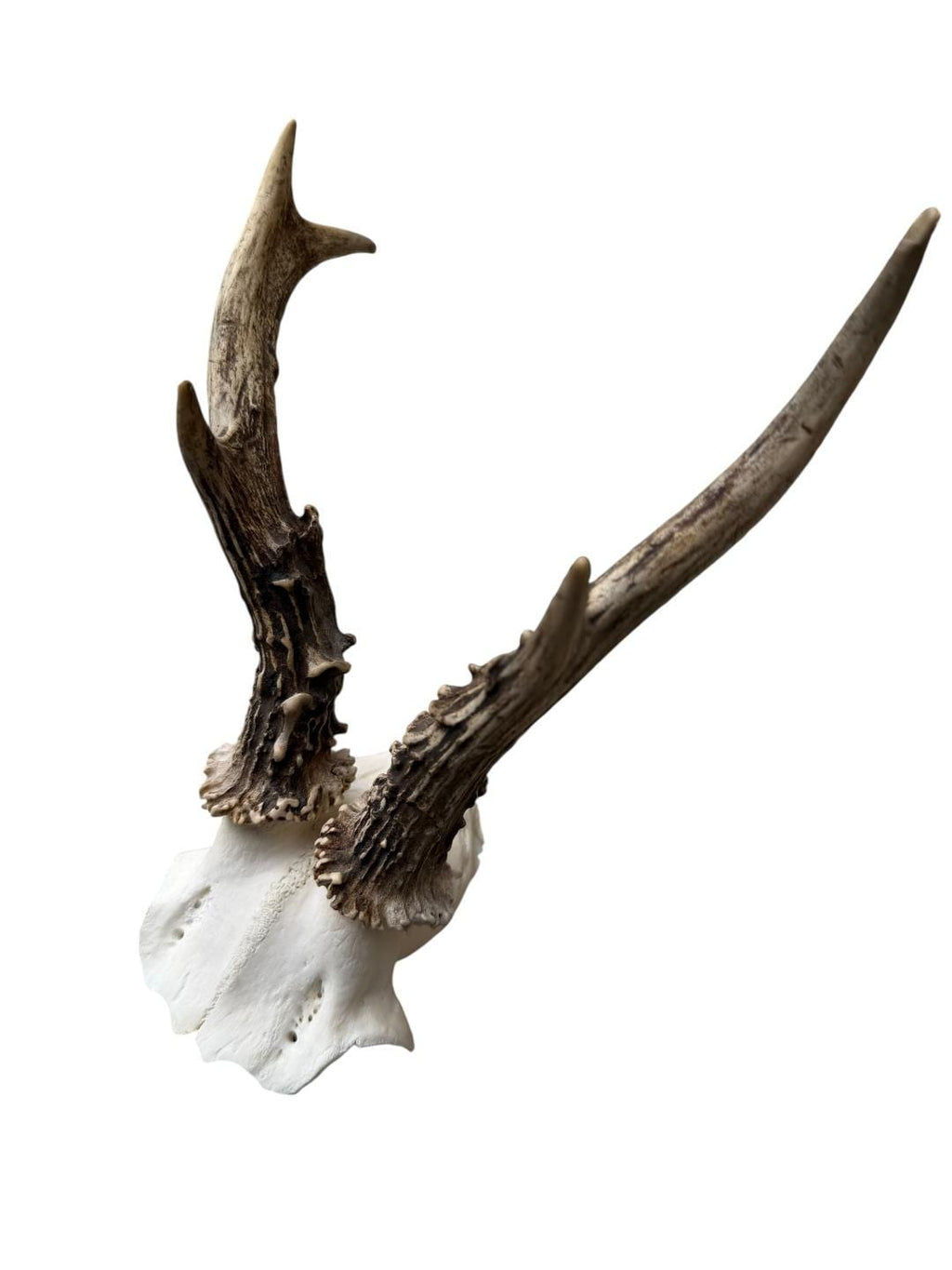 Roe Deer Skull Trophy 90, Black Forest Antlers