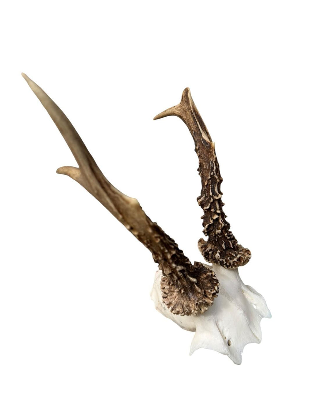 Roe Deer Skull Trophy 91, Black Forest Antlers