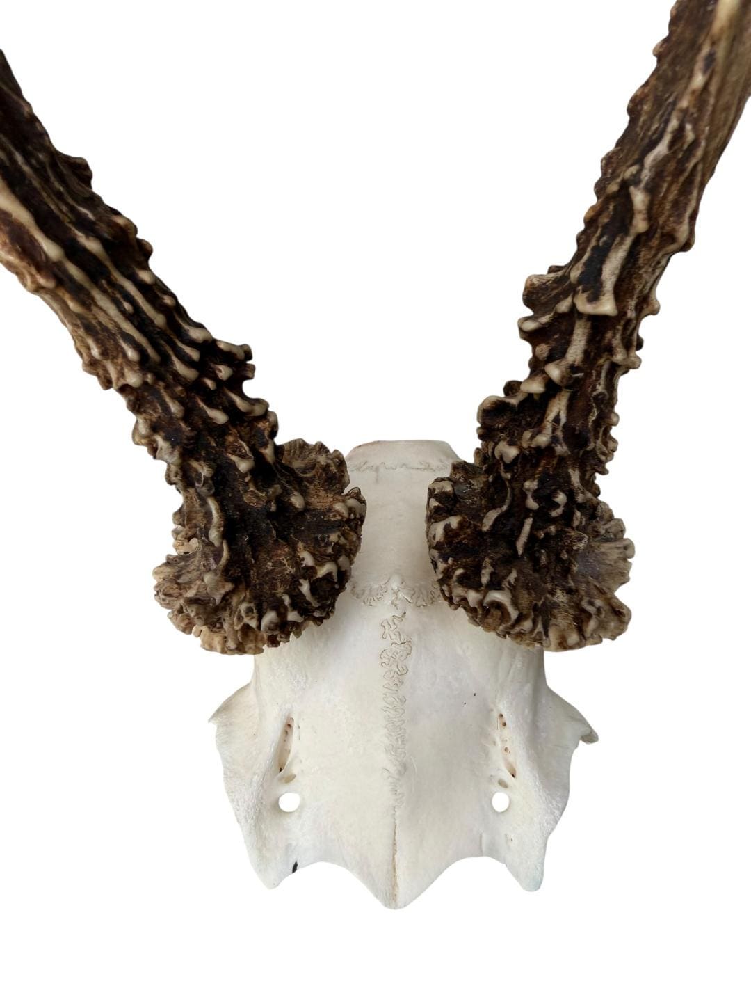 Roe Deer Skull Trophy 91, Black Forest Antlers