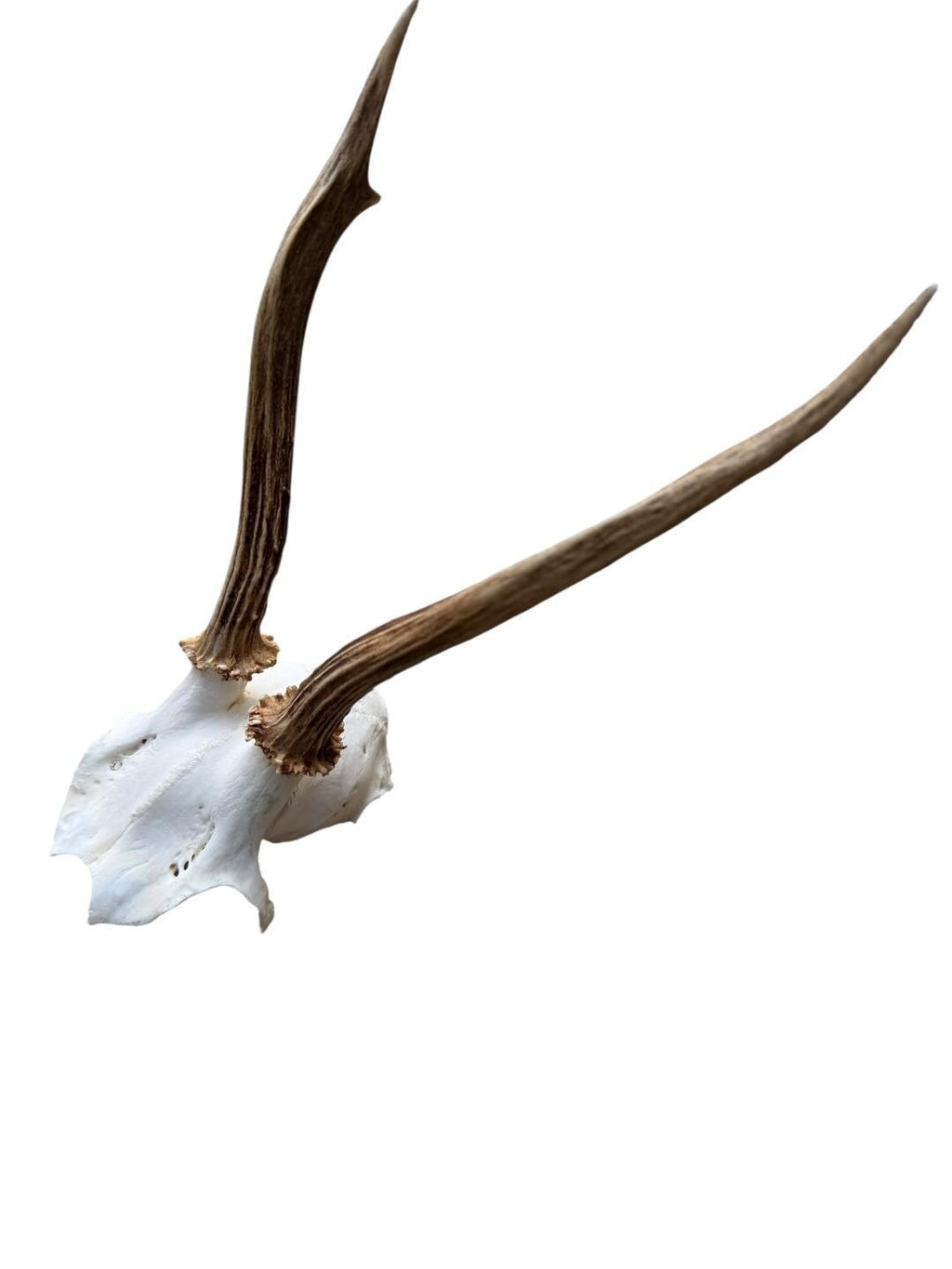 Roe Deer Skull Trophy 94, Black Forest Antlers