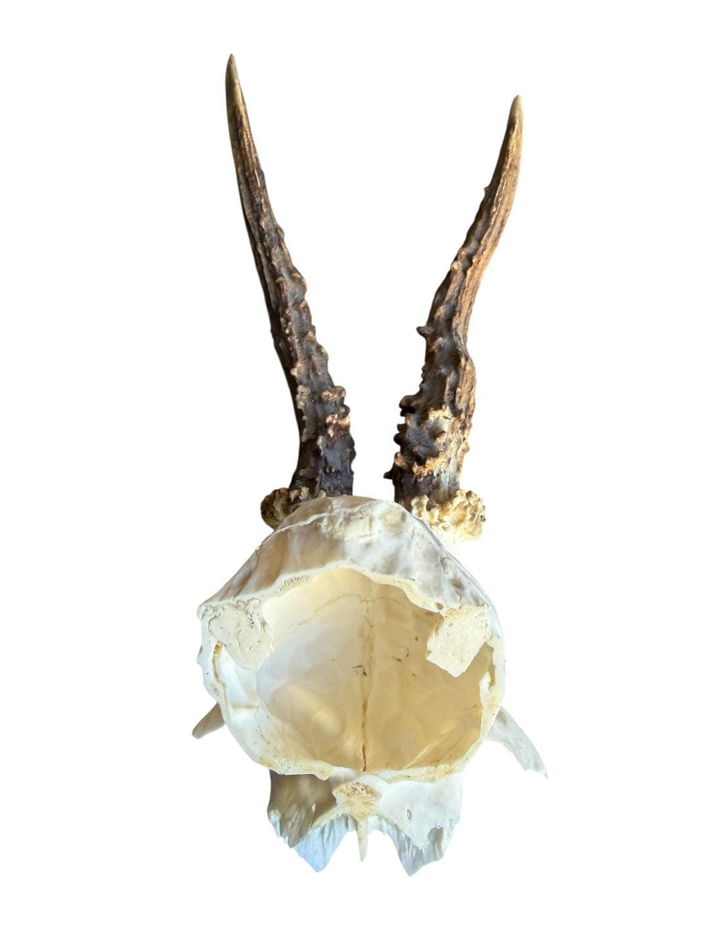 Roe Deer Skull Trophy 96, Black Forest Antlers