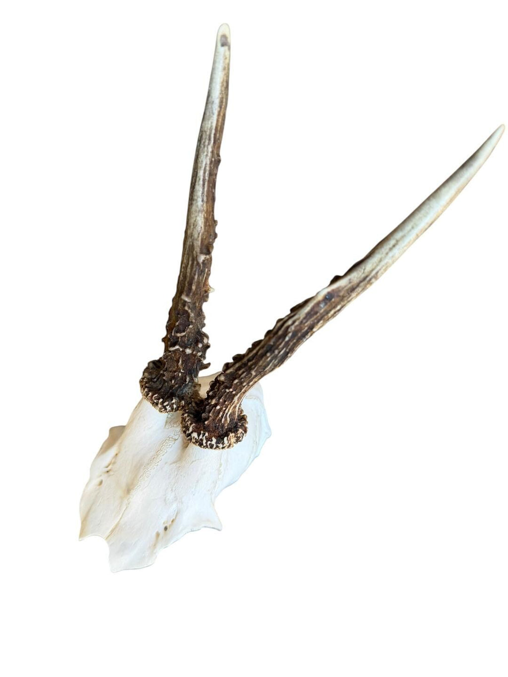 Roe Deer Skull Trophy 96, Black Forest Antlers