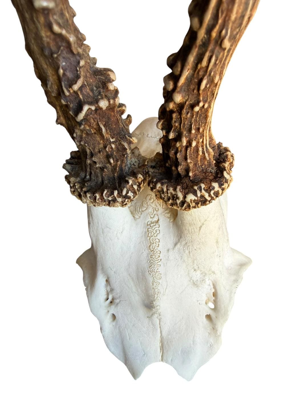 Roe Deer Skull Trophy 96, Black Forest Antlers