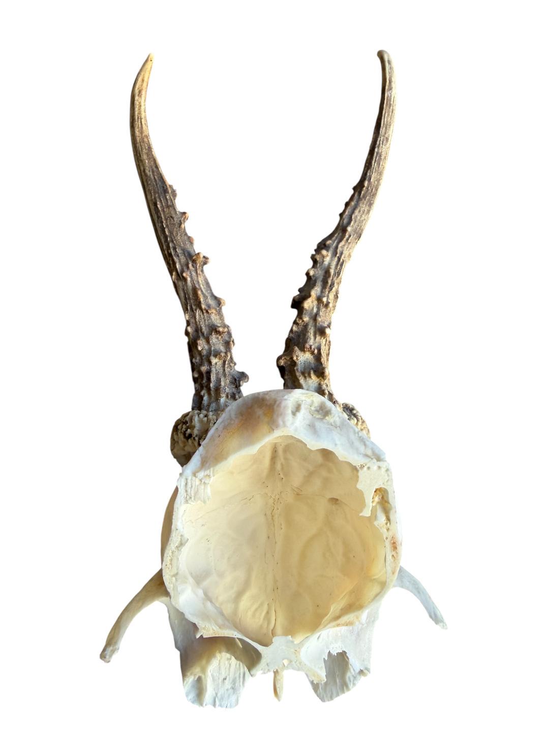 Roe Deer Skull Trophy 95, Black Forest Antlers