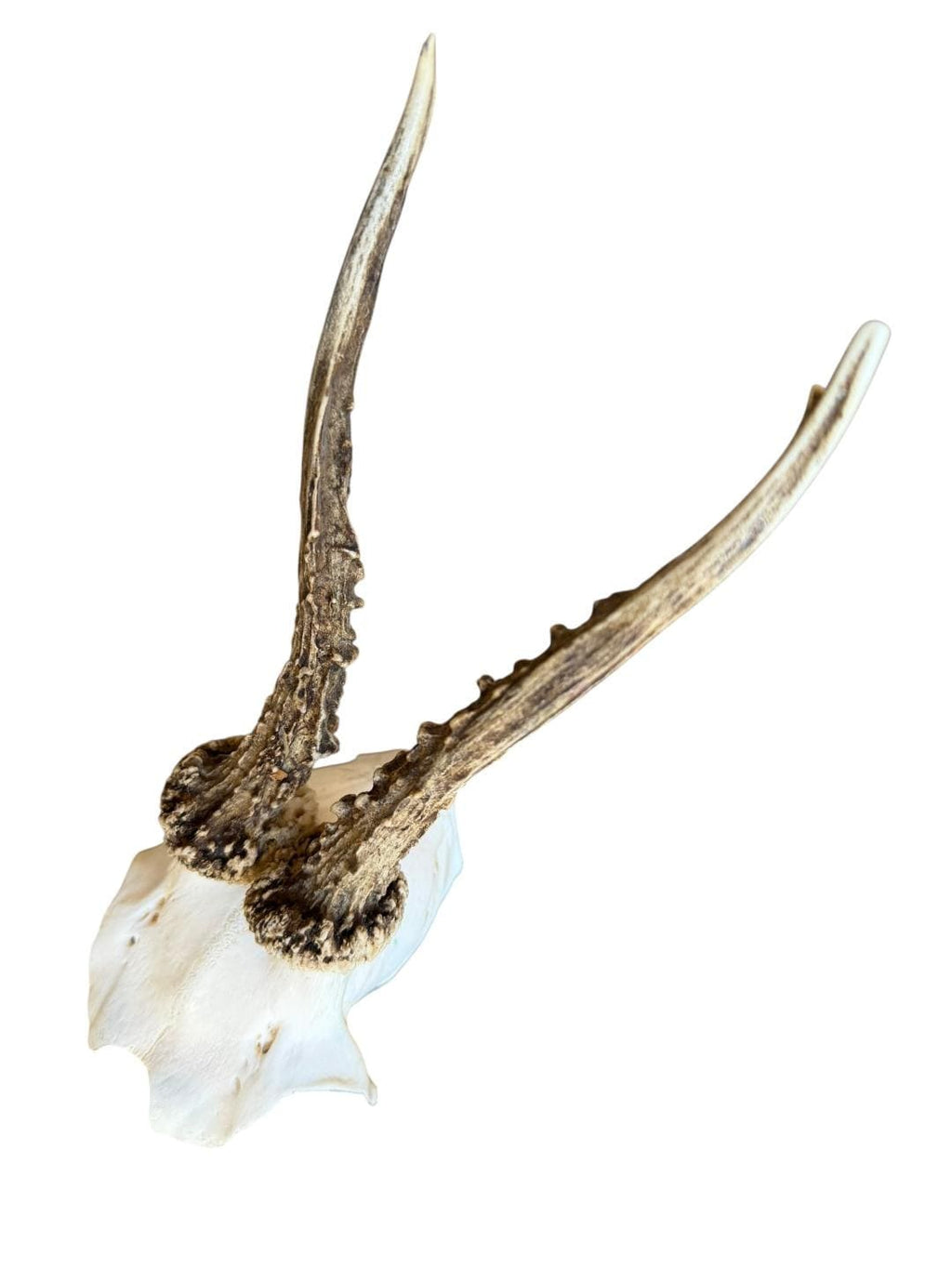Roe Deer Skull Trophy 95, Black Forest Antlers