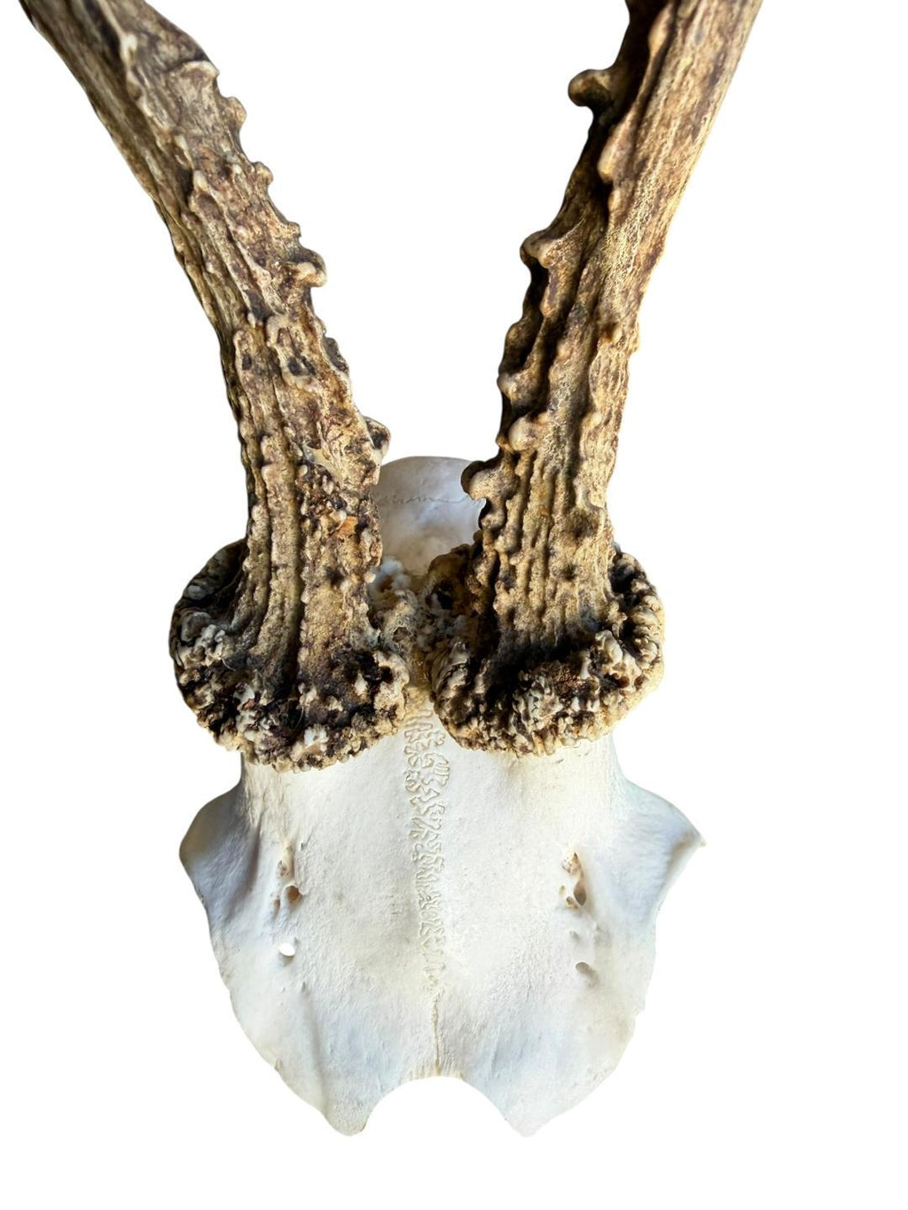 Roe Deer Skull Trophy 95, Black Forest Antlers