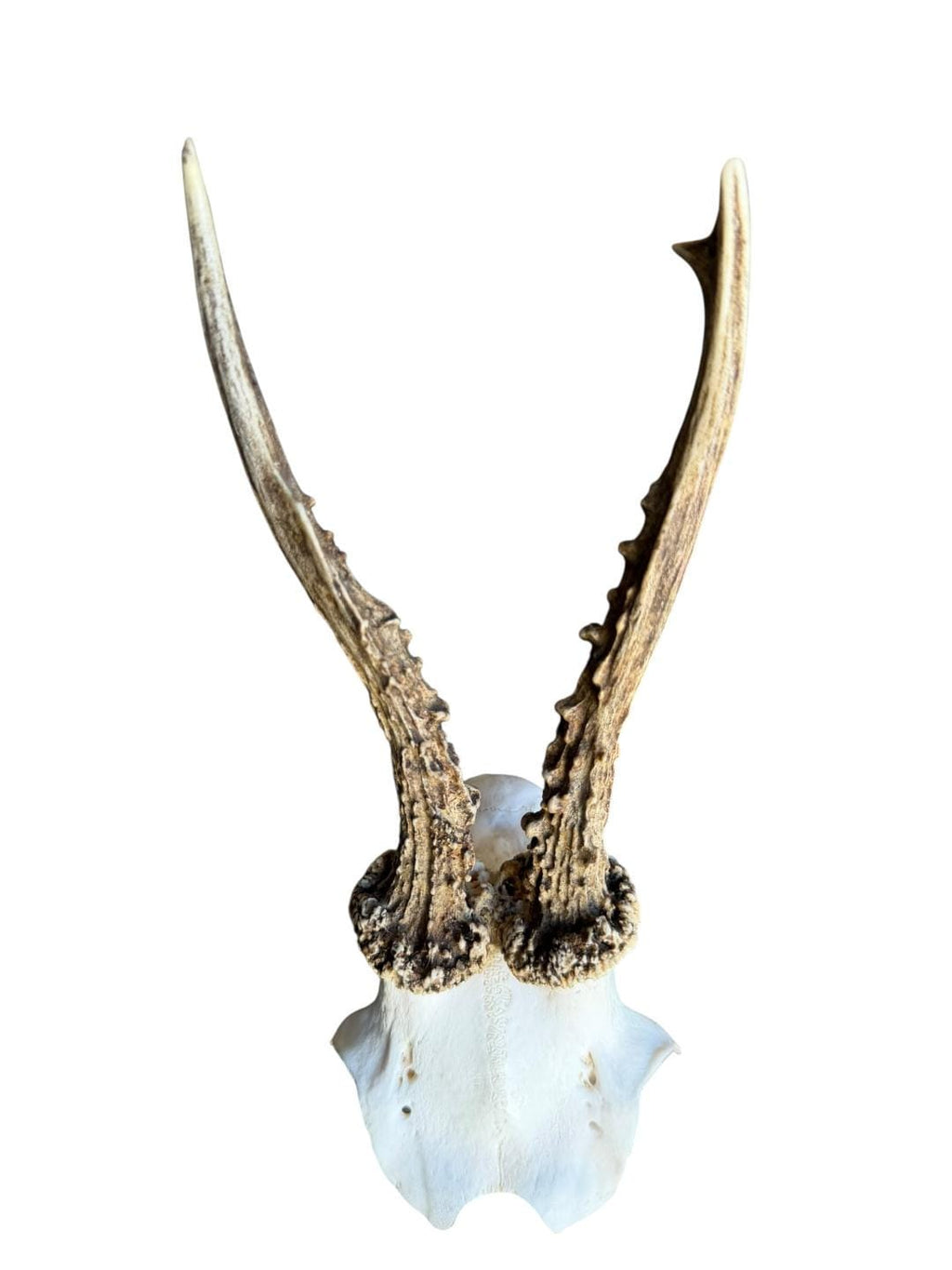 Roe Deer Skull Trophy 95, Black Forest Antlers