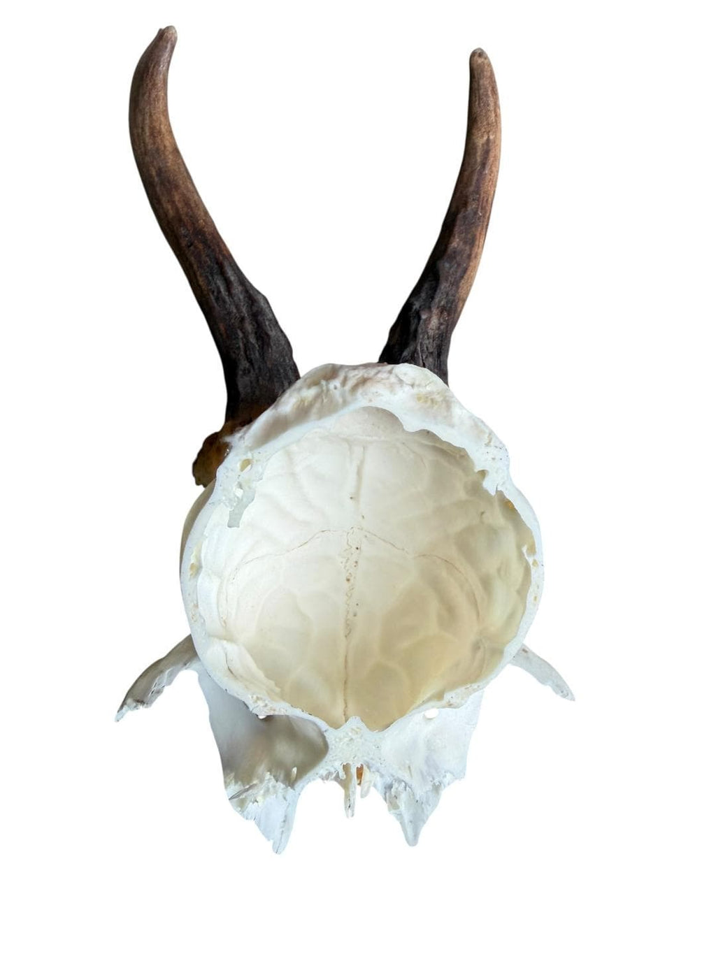 Roe Deer Skull Trophy 100, Black Forest Antlers
