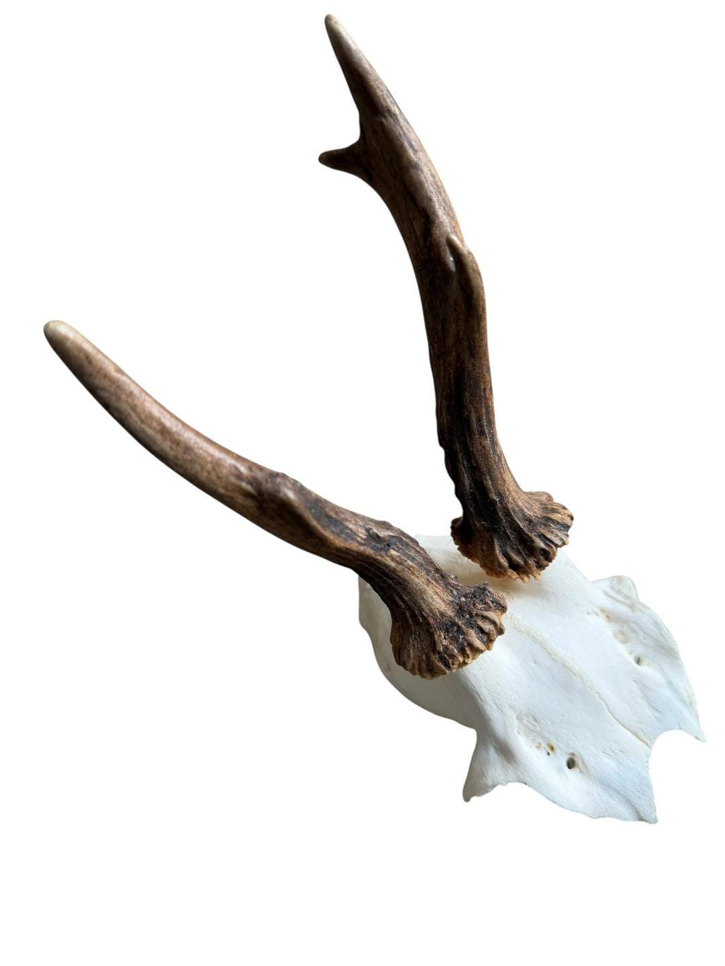 Roe Deer Skull Trophy 100, Black Forest Antlers