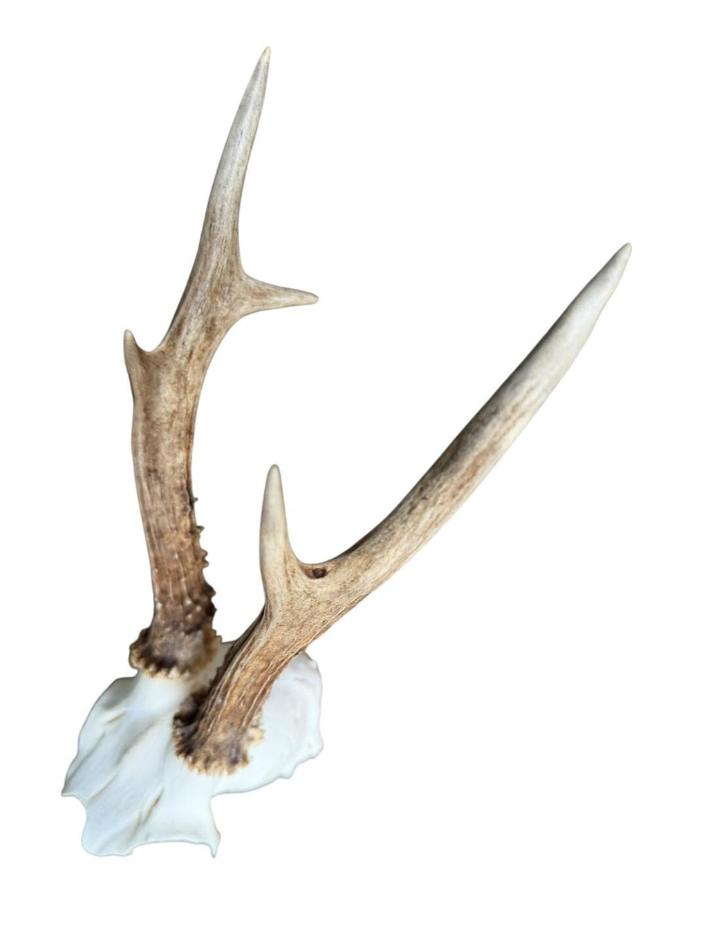 Roe Deer Skull Trophy 79, Black Forest Antlers